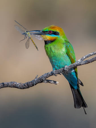Bee Eater's Breakfast
