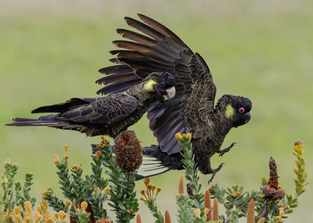 Flying In For Lunch