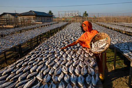 Chittagong Fish Drying