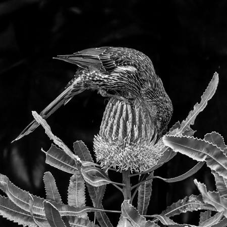 Little Wattle Bird