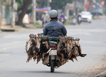 Driving The Ducks