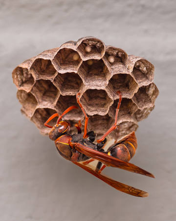 Paper Wasp