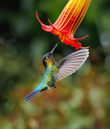 Fiery Throated Hummingbird