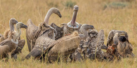 Wake Of Vultures At Wildebeest Kill