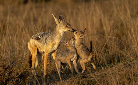 Jackal Pups Breakfast