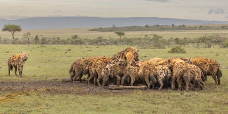 Hyena Standing Out From The Crowd