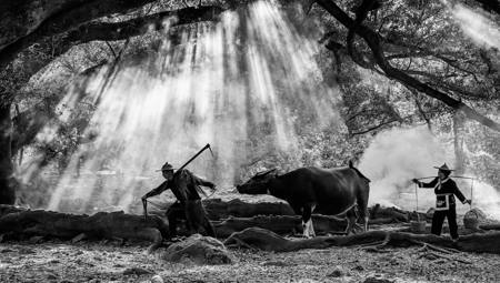 Farmer And Oxen