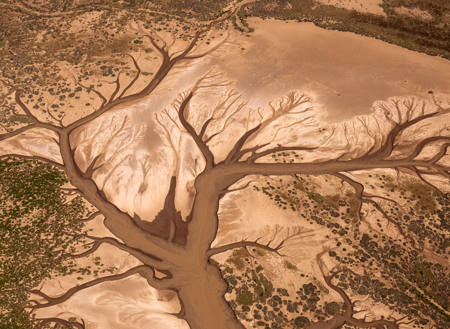 Tidal Tree