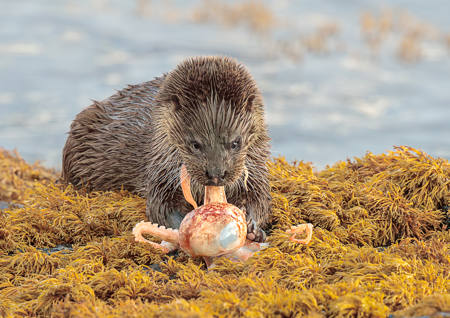Otter Pulling Octopus Tentacle