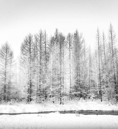 A Frozen Morning