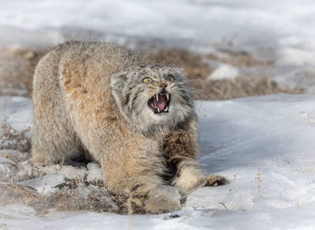 Angry Cat