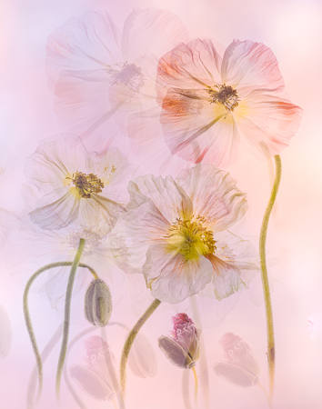 Ethereal Poppies