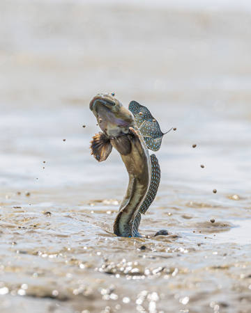 Mud Skippper
