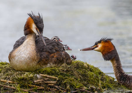 Grebe Family