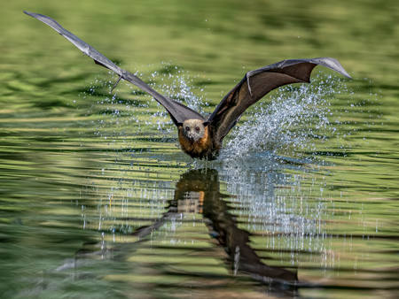 Taking A Dip