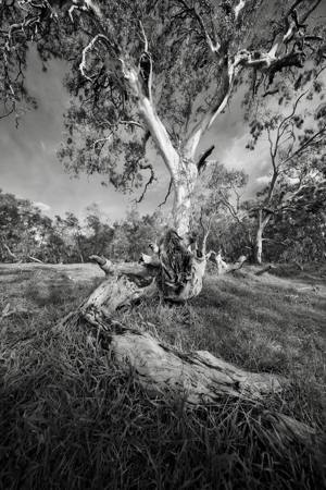 Redgum Textures
