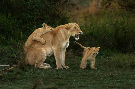 Playing With Mum