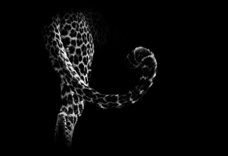 Leopard's Tail