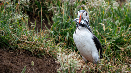 Puffin