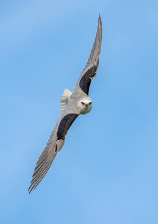 In The Kite's Sights