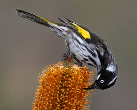Nectar Gatherer