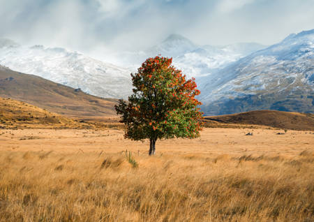The Rowan Tree
