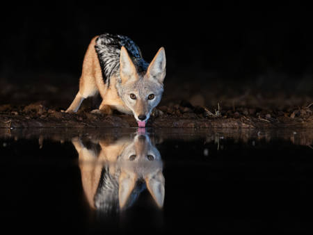 Night Thirst