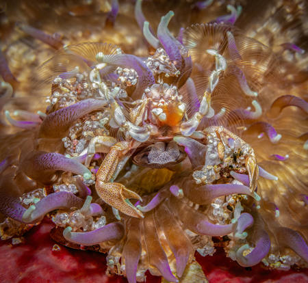 Game Of Thrones Porcelain Crab
