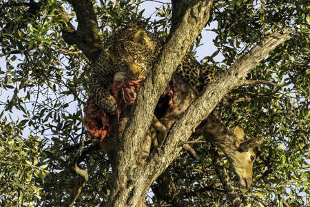 Leopards Lunch