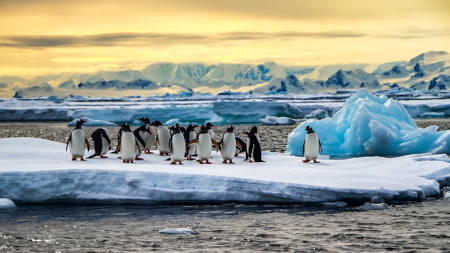 Penguins Near Curville Island