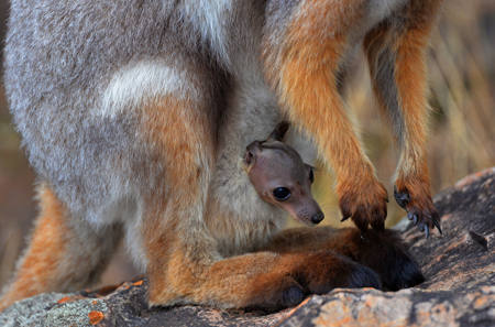 Safely In The Pouch