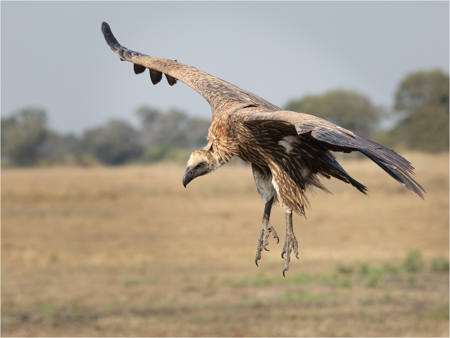 Incoming For Lunch