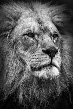 Majesty