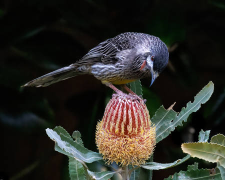 Red Wattle Bird On Banksia Menzii
