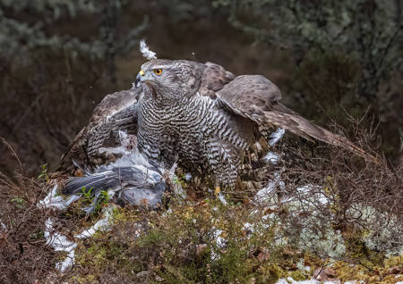 Goshawk Plucking Prey