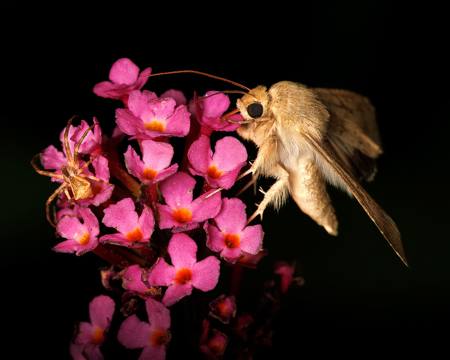 Nocturnal Pollinator