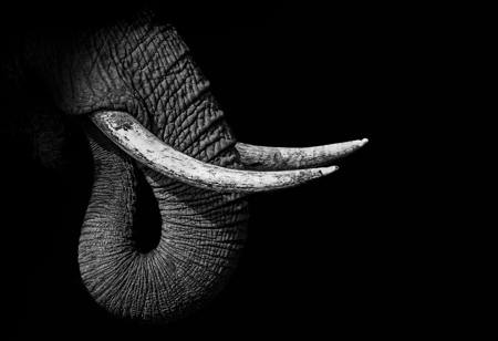 Elephant Tusks And Trunk