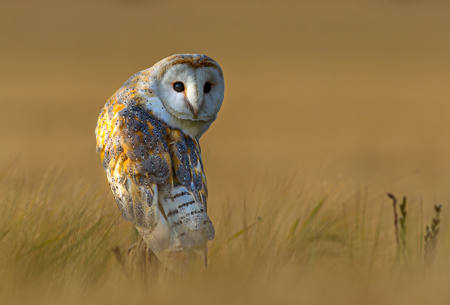 Barn Owl