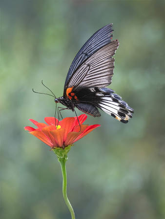 Great Mormon Butterfly Female