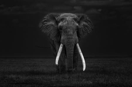 Big Tusker