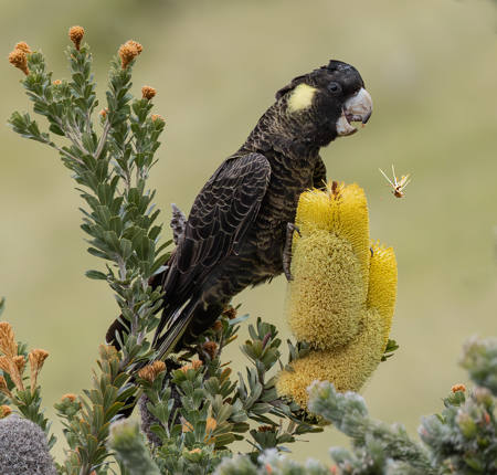 Cockatoo And Banksia