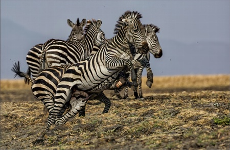 Zebra stallions fighting