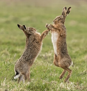 Brown Hares Box as spring arriveselity