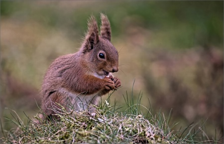 Tufted Red Squirrel