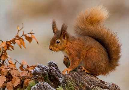 Red Squirrel in the Autumn colours