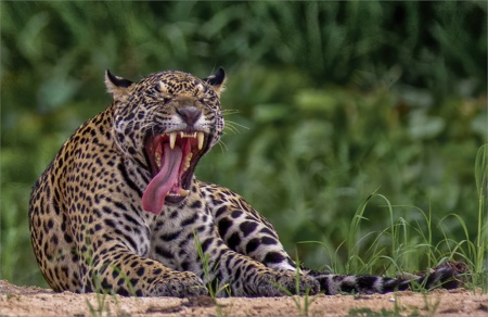 Yawning jaguar