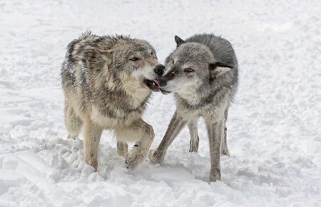 A Kiss from a grey wolf