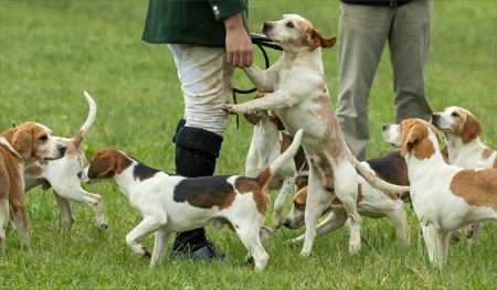 HuntsMans best friend