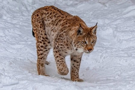 Adult Siberian Lynx