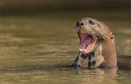 Giant otter in the Amazon